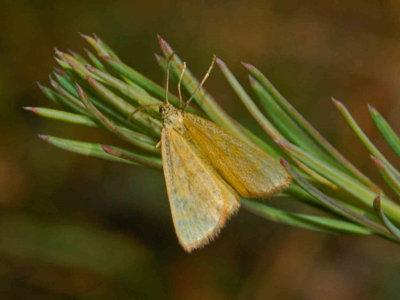 Una piccola farfalla scolorita da determinare